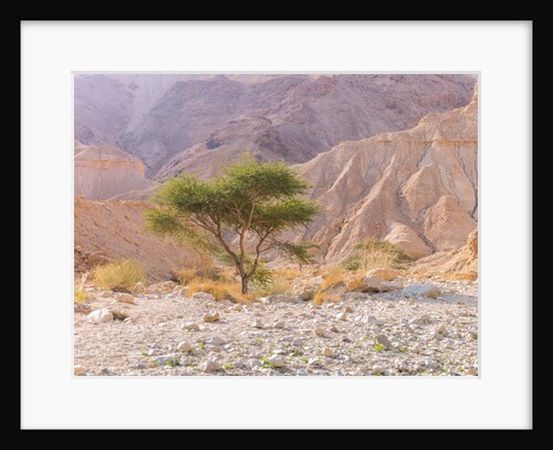 Negev Desert, Israel by Assaf Frank